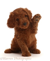 Australian Labradoodle puppy with raised paw, waving