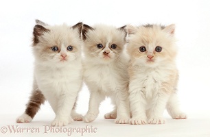 Three Persian-cross kittens, 5 weeks old