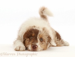 Red merle Cadoodle puppy, 10 weeks old, chin on floor