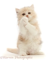 Cream Persian-cross kitten, 7 weeks old, with clasped paws