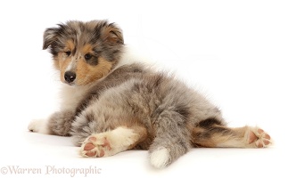 Rough Collie puppy lying spread out, looking over shoulder