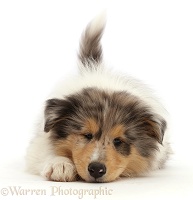 Rough Collie puppy, lying with chin on the floor