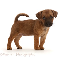 Brown Jack Russell x Border Terrier puppy standing