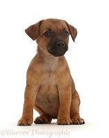 Brown Jack Russell x Border Terrier puppy