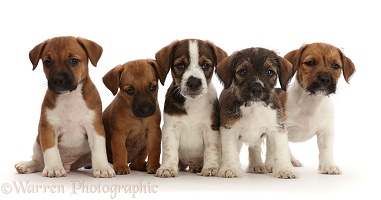 Five Jack Russell x Border Terrier puppies