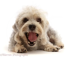 Dandie Dinmont Terrier, yawning