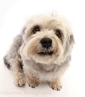 Dandie Dinmont Terrier, sitting looking up with lop-sided smile