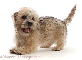 Playful mustard Dandie Dinmont Terrier puppy