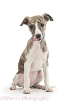 Brindle-and-white Whippet pup, licking her lips