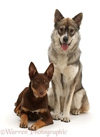 Brown-and-sable Australian Kelpie puppy & Husky-x dog