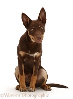 Brown-and-sable Australian Kelpie puppy, 4 months old
