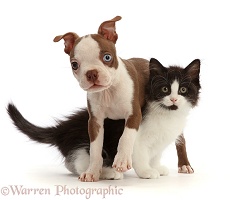 Brown-and-white Boston Terrier pup with Black-and-white kitten