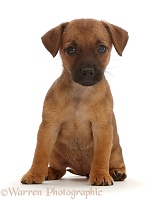 Brown Jack Russell x Border Terrier puppy sitting