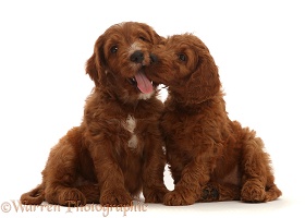 Two Australian Labradoodle puppies, nuzzling