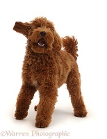 Australian Labradoodle, standing and barking