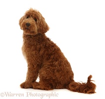 Australian Labradoodle, sitting and looking over shoulder