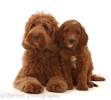 Australian Labradoodle and puppy