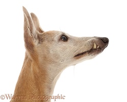 Elderly whippet with protruding canine tooth