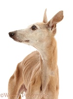 Elderly rescue whippet, 15 years old, in profile