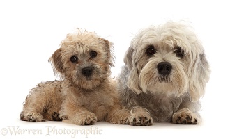 Dandie Dinmont Terrier and puppy