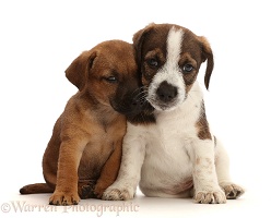 Two Jack Russell x Border Terrier puppies