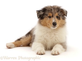 Rough Collie puppy, lying with head up