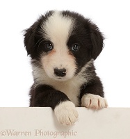 Black-and-white Border Collie puppy, paws over