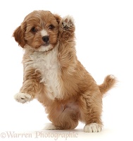 Red Cavapoo dog puppy, 8 weeks old, jumping up and waving