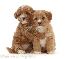 Two red Cavapoo dog puppies, 8 weeks old, hugging
