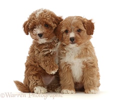 Two red Cavapoo dog puppies, 8 weeks old