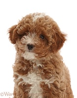 Red Cavapoo dog puppy, 8 weeks old