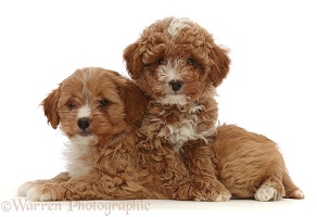 Two red Cavapoo dog puppy, 8 weeks old,
