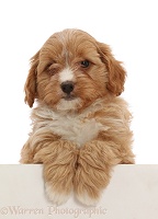 Red Cavapoo dog puppy, 8 weeks old, paws over