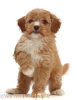 Red Cavapoo puppy, 8 weeks old, standing with raised paw