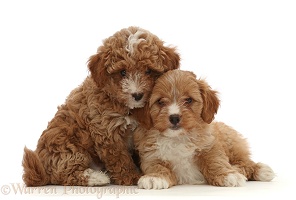 Two red Cavapoo dog puppy, 8 weeks old, snuggling