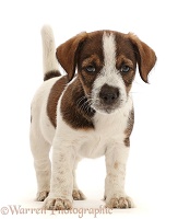 Jack Russell x Border Terrier puppy, standing
