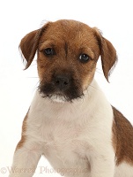 Jack Russell x Border Terrier puppy