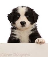 Black-and-white Border Collie puppy, paw over