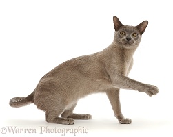 Blue Burmese cat pointing one way and looking back the other