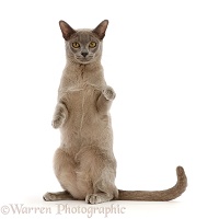 Blue Burmese cat sitting up with paws raised