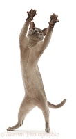 Blue Burmese cat standing up and reaching with both paws