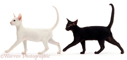 Black Oriental cat following white Oriental cat, formation walking