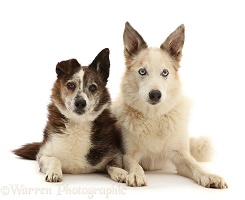 Older mixed breed, and Collie dogs