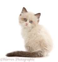 Persian-x-Ragdoll kitten, 7 weeks old, looking over shoulder