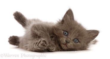 Fuzzy blue-grey kitten, 6 weeks old, lying on his side