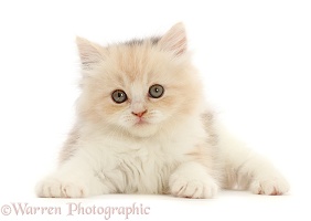 Cream Persian-cross kitten, 7 weeks old
