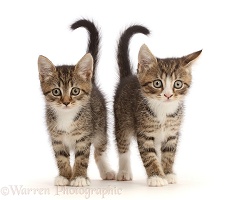 Tabby kittens with big eyes, walking together