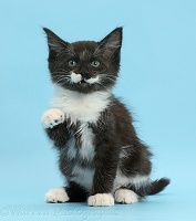 Black-and-white kitten, 8 weeks old, sitting on blue background