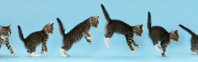 Tabby kitten, leaping and pouncing on a ball