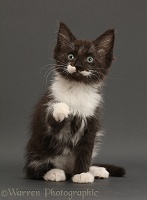 Black-and-white kitten, 8 weeks old, sitting on grey background